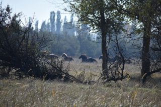 Студенти хіміко-біологічного факультету відвідали Азово-Сиваський національний природний парк