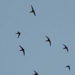 Міжнародний День спостережень за весняними міграціями птахів